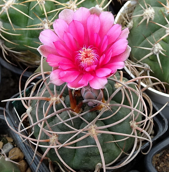 DSC08021Gymnocalycium carminanthum