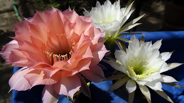 DSC08025Echinopsis Sleep Beauty i obrepanda