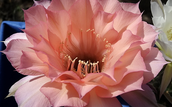 DSC08027Echinopsis Sleep Beauty