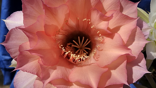 DSC08028Echinopsis Sleep Beauty