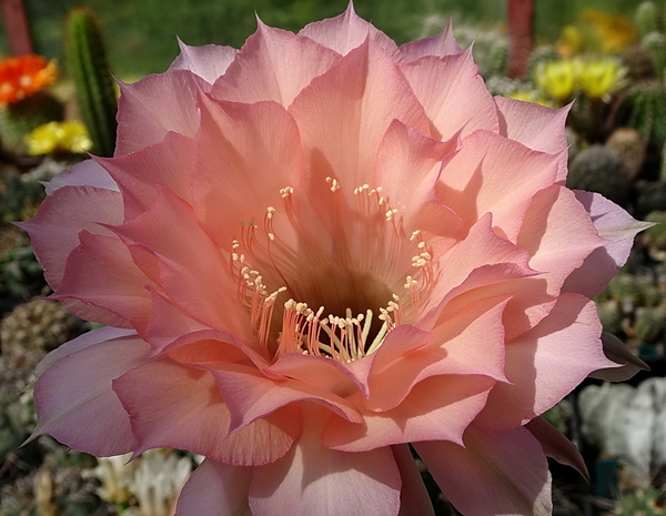 DSC08031Echinopsis Sleep Beauty