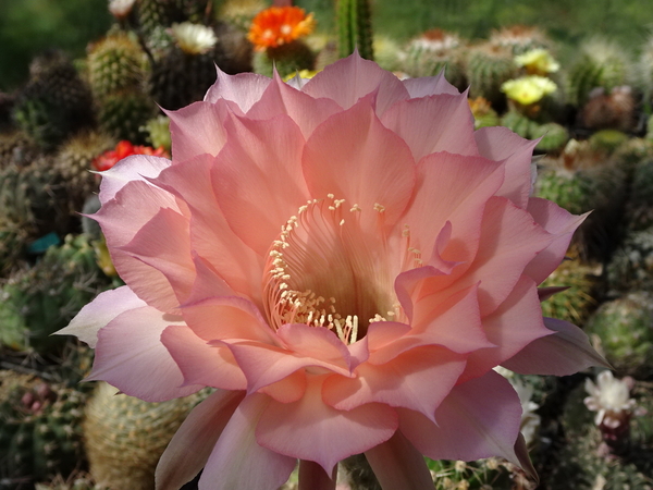 DSC08032Echinopsis Sleep Beauty