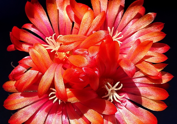 DSC08050Parodia glischrocarpa f. cebilarensis