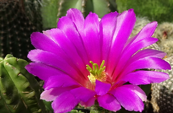 DSC08055Echinocereus vierecki v. morricalli