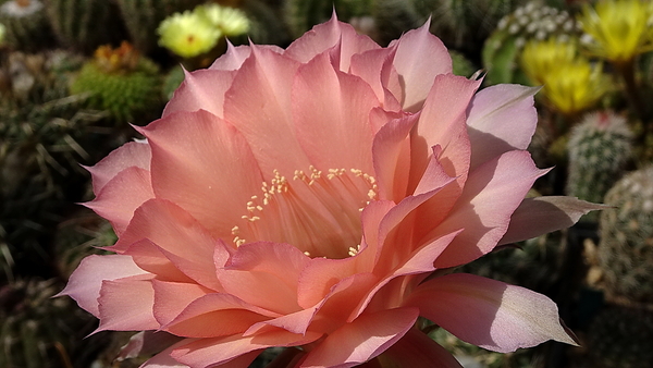 DSC08056Echinopsis Sleep Beauty