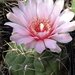 DSC08057Gymnocalycium ritterianum