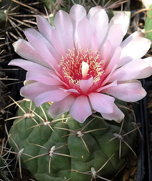 DSC08057Gymnocalycium ritterianum