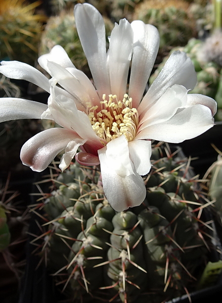 DSC08081Gymnocalycium baldianum v. albiflorum