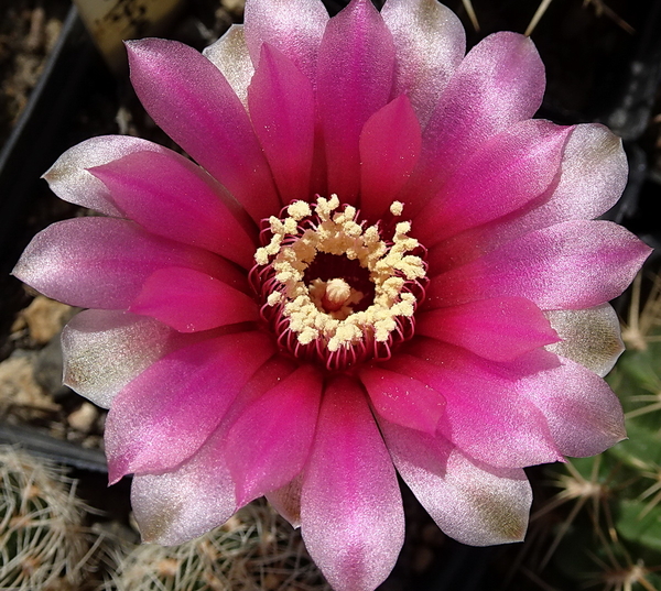 DSC08082Gymnocalycium heidiae GN 93-714