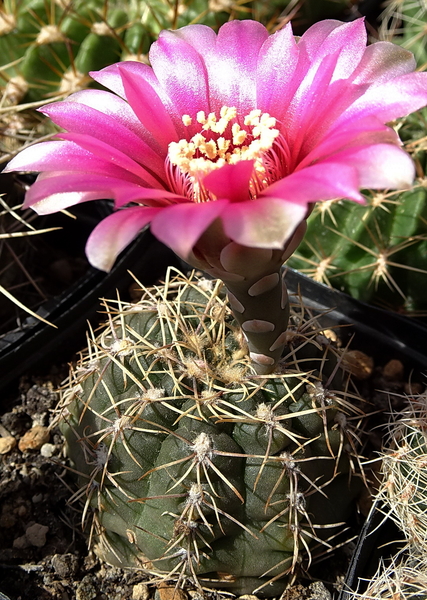 DSC08083Gymnocalycium heidiae GN 93-714