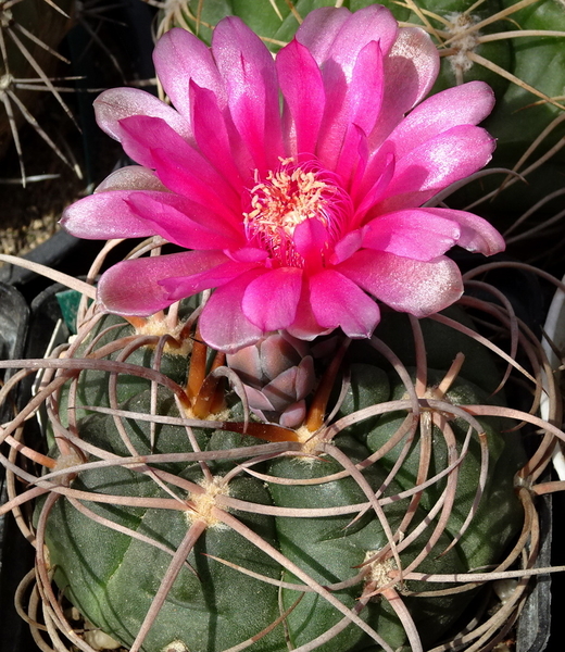 DSC08086Gymnocalycium carminanthum