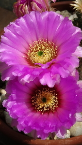 DSC08092Echinocereus reichenbachii ssp. oklahomensis