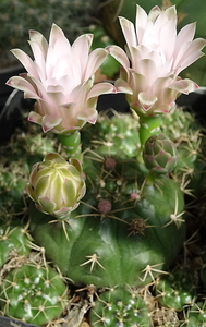 DSC08096Gymnocalycium damsii v. tucavocense