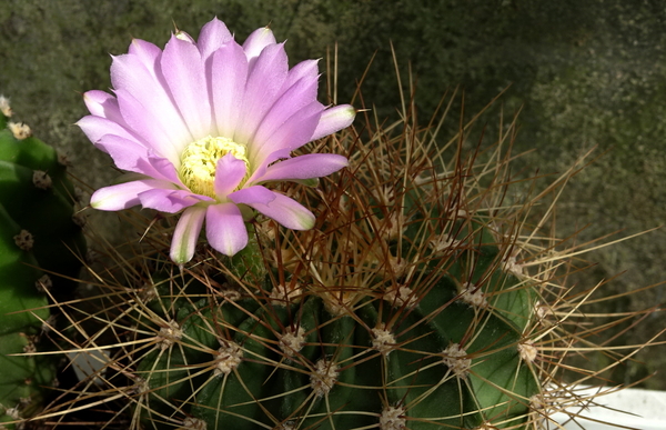 DSC08097Acanthocalycium violaceum