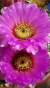 DSC08099Echinocereus reichenbachii ssp. oklahomensis