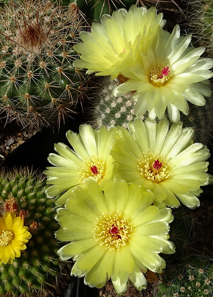 DSC08104Notocactus scopa i glaucinus HU 779