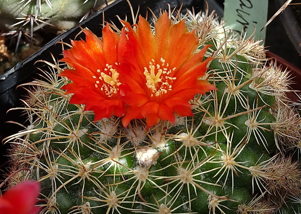 DSC08108Parodia mairanana