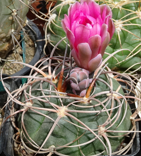 DSC08111Gymnocalycium carminanthum