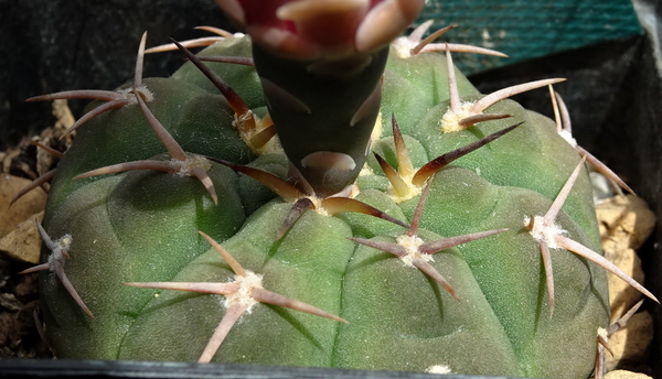 DSC08110Gymnocalycium bayrianum