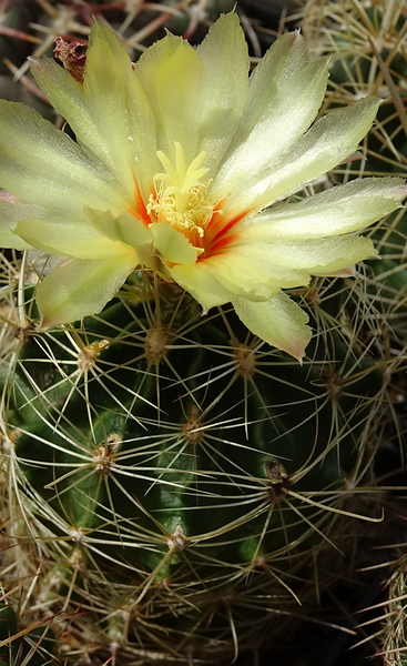 DSC08119Thelocactus setispinus var. setaceus