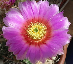 DSC08120Echinocereus baileyi