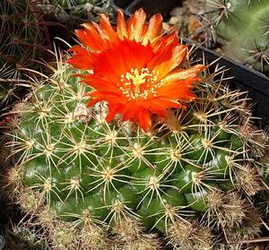 DSC08179Parodia mairanana