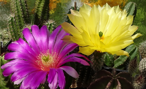 DSC08195Echinocereus morricalli i subinermis