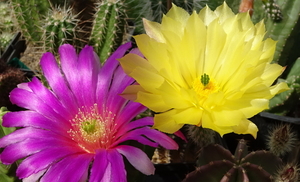 DSC08197Echinocereus morricalli i subinermis