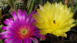 DSC08196Echinocereus morricalli i subinermis