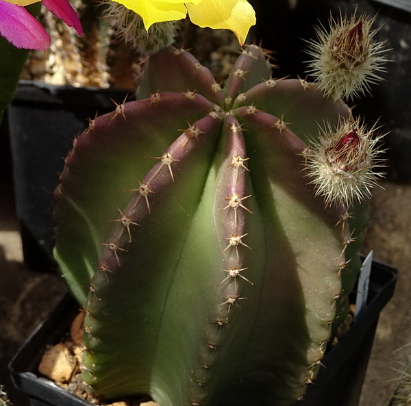 DSC08199Echinocereus subinermis