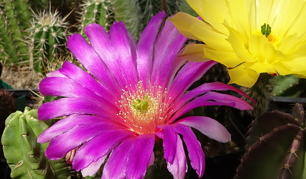 DSC08198Echinocereus vierecki v. morricalli