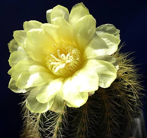 DSC08202Notocactus magnificus var. warasii