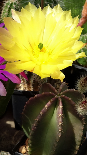 DSC08200Echinocereus subinermis