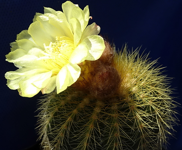 DSC08203Notocactus magnificus var. warasii