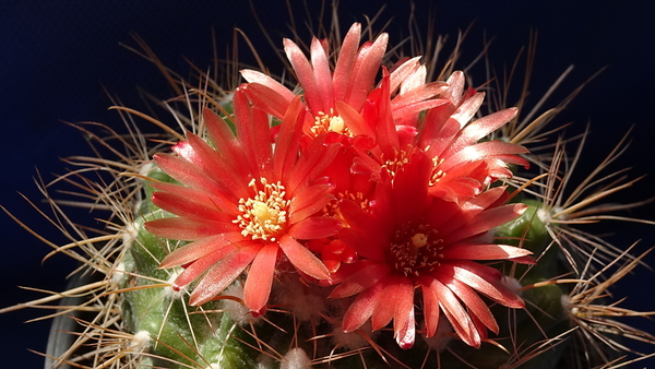 DSC08206Parodia sp.