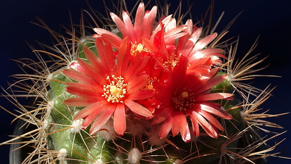 DSC08207Parodia sp.