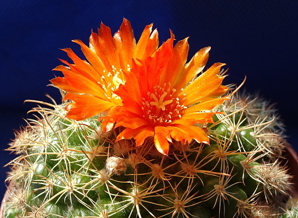 DSC08208Parodia mairanana