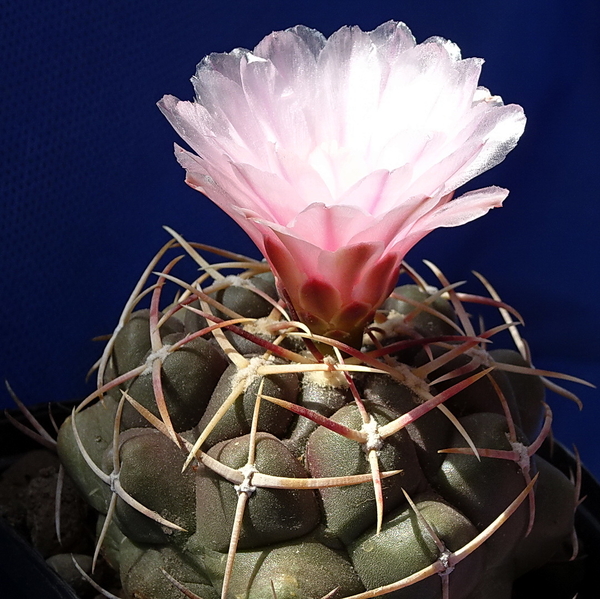 DSC08216Thelocactus lloydii v. roseiflorus