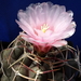 DSC08217Thelocactus lloydii v. roseiflorus