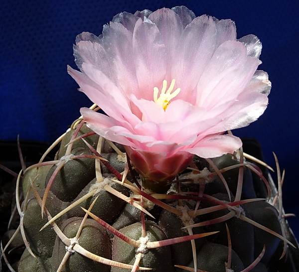 DSC08217Thelocactus lloydii v. roseiflorus