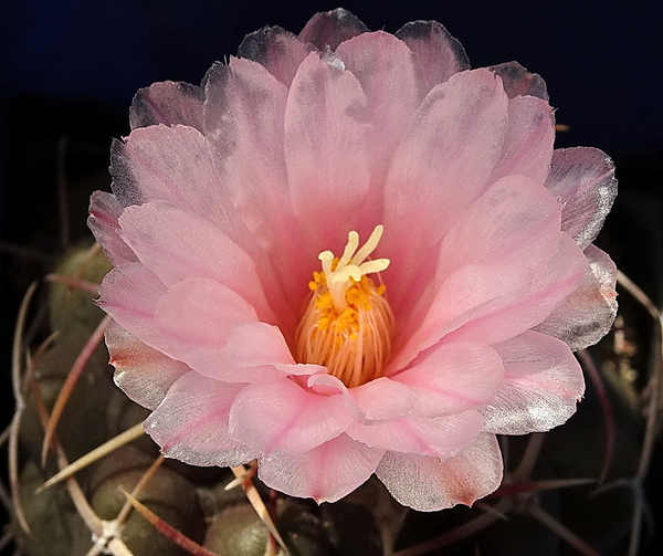 DSC08218Thelocactus lloydii v. roseiflorus