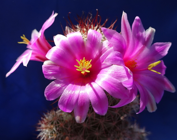 DSC08219Mammillaria mazatlanensis