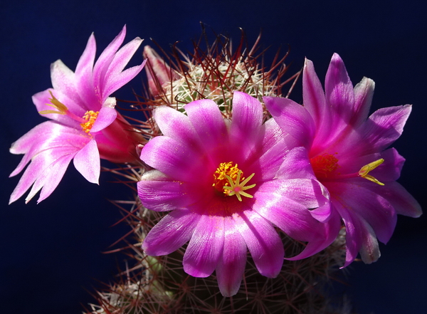 DSC08220Mammillaria mazatlanensis