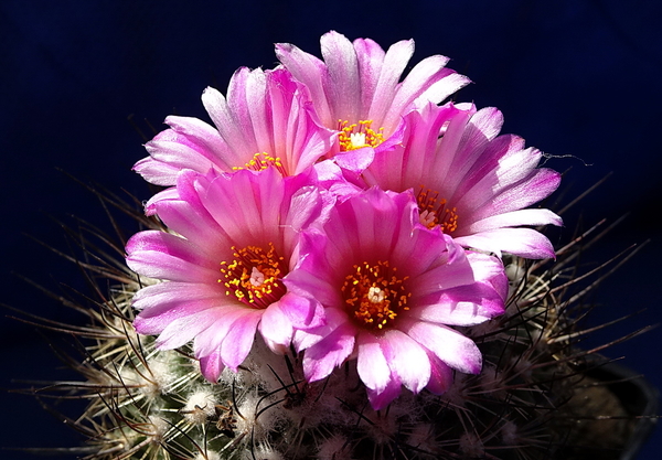 DSC08222Turbinicarpus roseiflorus