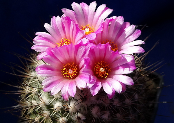 DSC08223Turbinicarpus roseiflorus