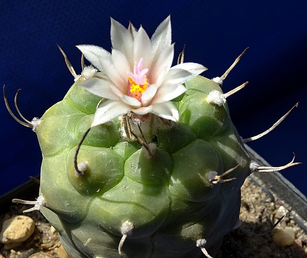 DSC08227Turbinicarpus macrohele