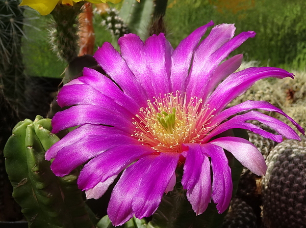 DSC08255Echinocereus vierecki v. morricalli