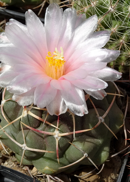 DSC08256Thelocactus lloydii v. roseiflorus