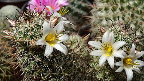 DSC08261Mammillaria hutchisoniana ssp. louisae