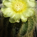 DSC08258Notocactus magnificus var. warasii